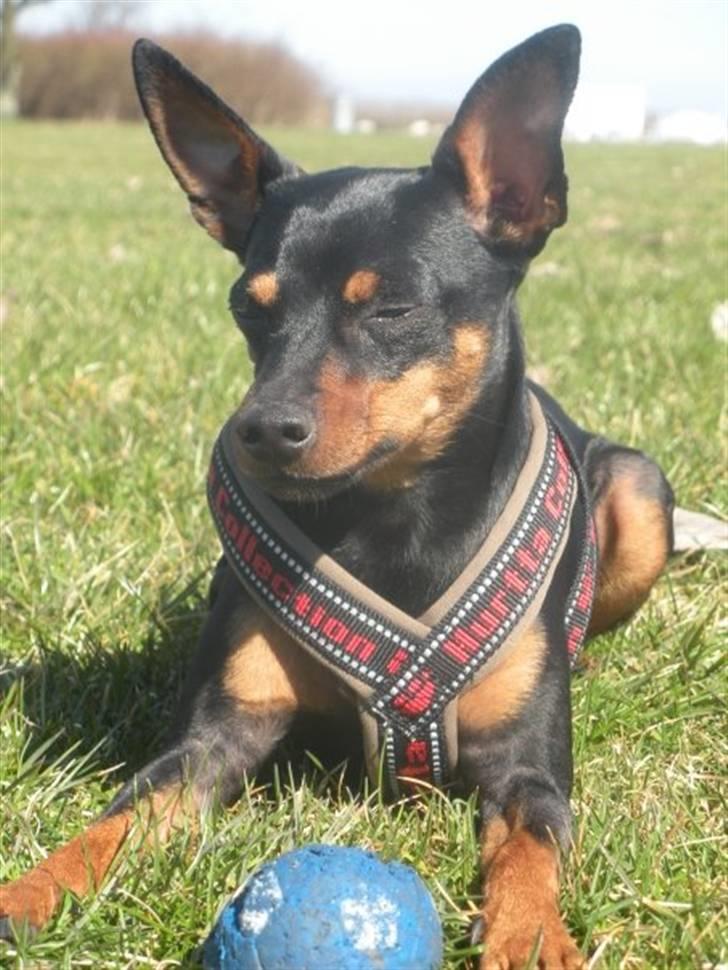 Dvaergpinscher King  † R.I.P - 2009 billede 10