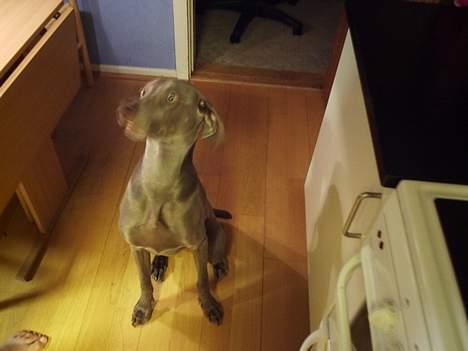 Weimaraner Sønderskoven´s Duchess billede 8