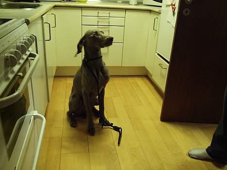 Weimaraner Sønderskoven´s Duchess billede 9
