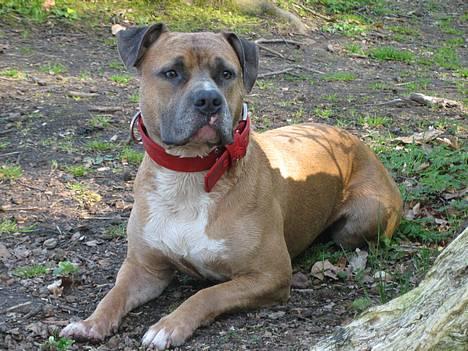 Amerikansk staffordshire terrier izo billede 2