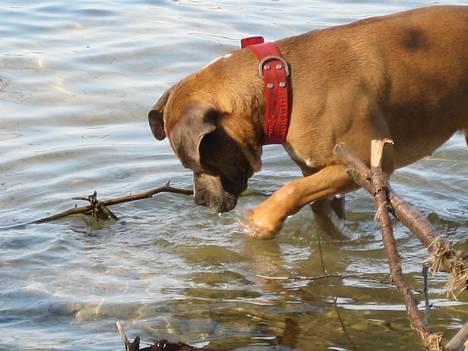Amerikansk staffordshire terrier izo billede 3