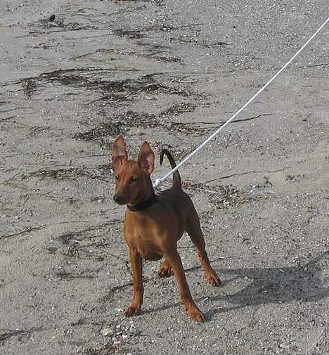 Mellempinscher My billede 9