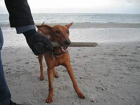 Mellempinscher My billede 10