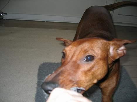 Mellempinscher My billede 11