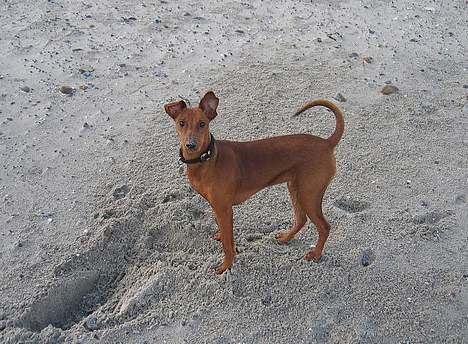 Mellempinscher My - 8 måneder gammel billede 12