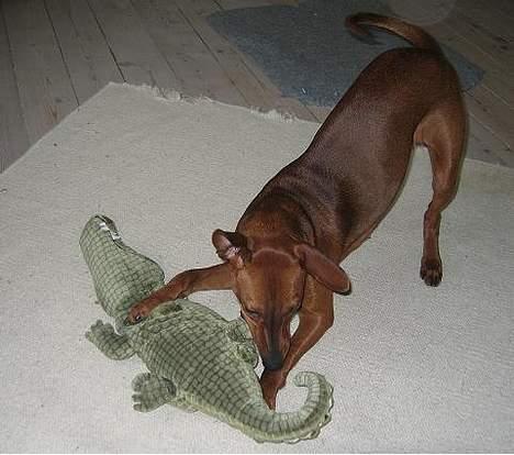 Mellempinscher My - 9 måneder gammel billede 13