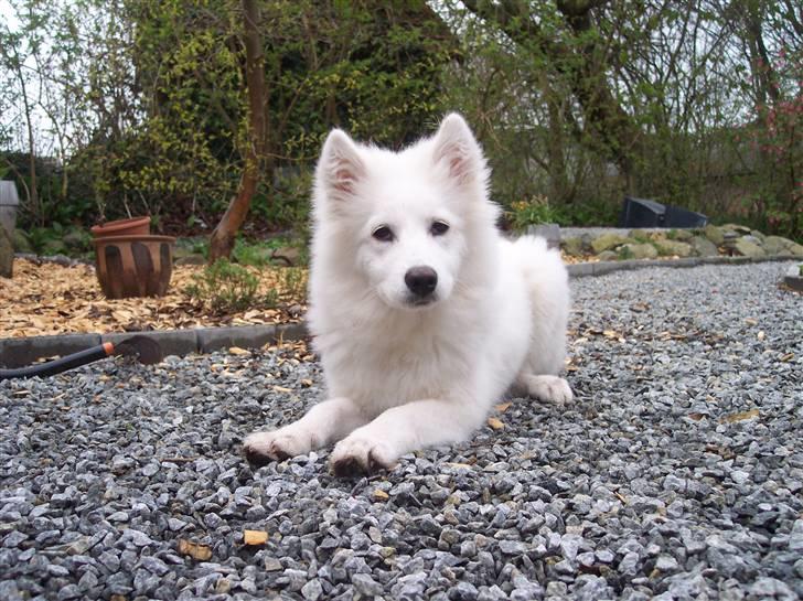 Samojedhund Smilla - Hej alle sammen jeg hedder Smilla.. billede 1
