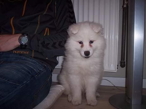 Samojedhund Smilla billede 2