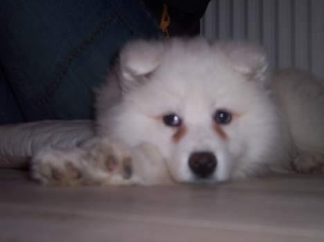 Samojedhund Smilla billede 3