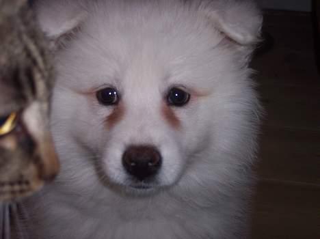 Samojedhund Smilla - Her er jeg sammen med min ven Jonas. billede 4