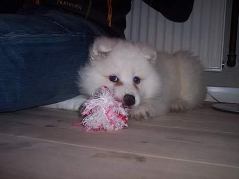 Samojedhund Smilla - Den smager godt. billede 5