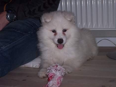 Samojedhund Smilla billede 6