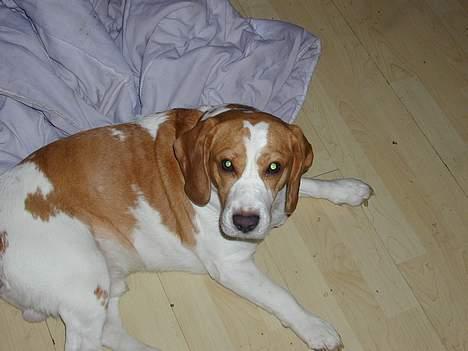 Beagle victor {I Hundehimlen} - ja her er jeg blevet næsten 5 år jeg holder mig godt ikke ??? billede 9