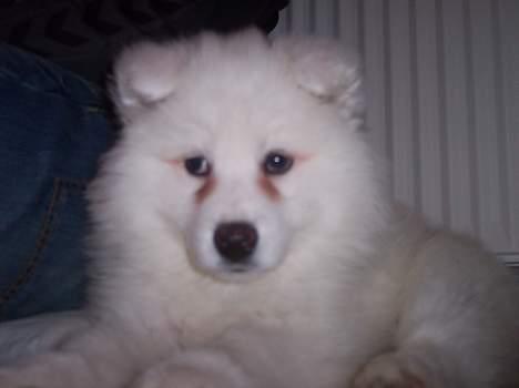 Samojedhund Smilla billede 7