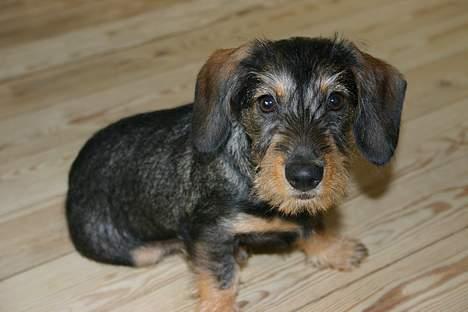 Gravhund Trunde, Ruhåret billede 1