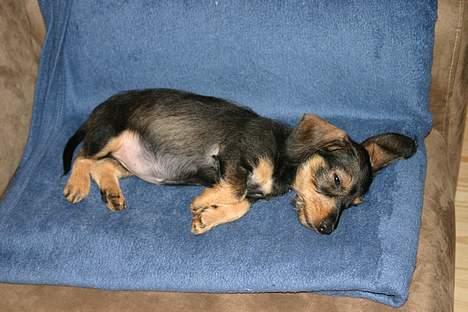 Gravhund Trunde, Ruhåret billede 2