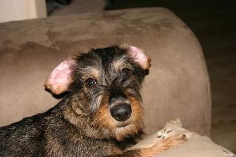 Gravhund Trunde, Ruhåret billede 3