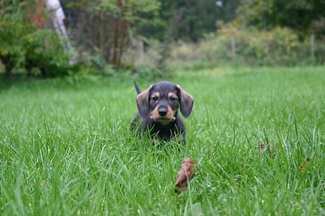 Gravhund Trunde, Ruhåret billede 4