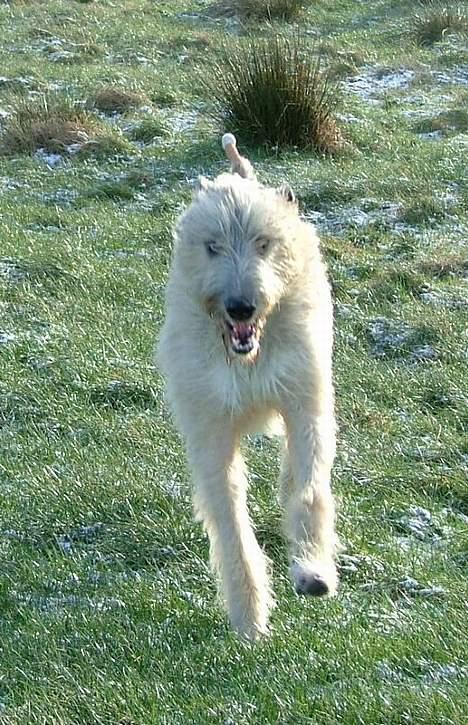 Irsk ulvehund Egholm´s McMillan Myler billede 11