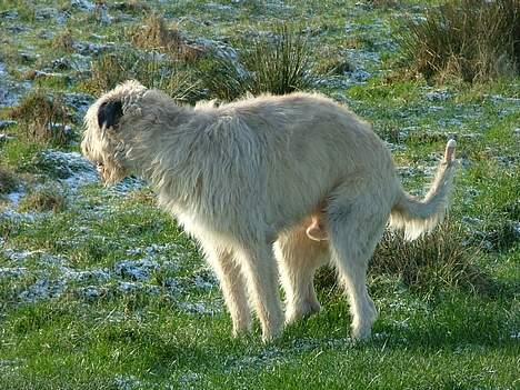Irsk ulvehund Egholm´s McMillan Myler - så kig dog væk moar!! billede 12