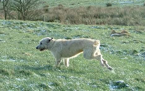 Irsk ulvehund Egholm´s McMillan Myler billede 13