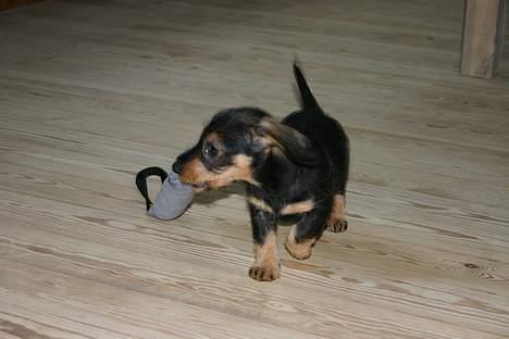 Gravhund Trunde, Ruhåret billede 5