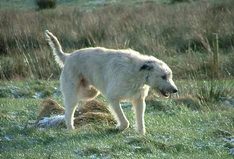 Irsk ulvehund Egholm´s McMillan Myler billede 14