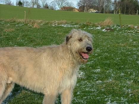 Irsk ulvehund Egholm´s McMillan Myler billede 15