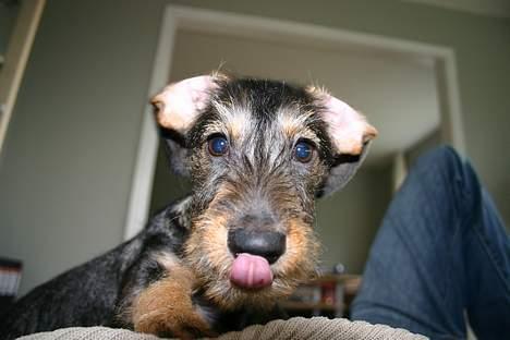 Gravhund Trunde, Ruhåret billede 6