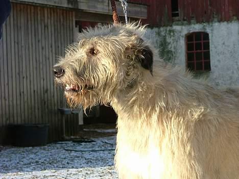 Irsk ulvehund Egholm´s McMillan Myler billede 16