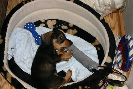 Gravhund Trunde, Ruhåret billede 7