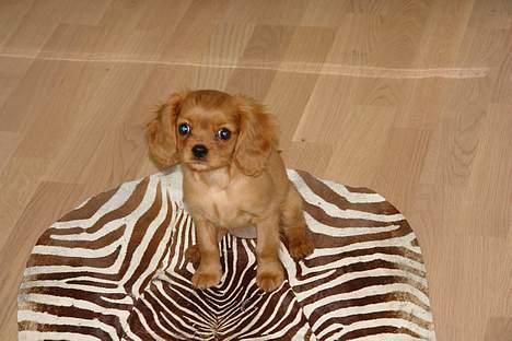 Cavalier king charles spaniel Nugga  - mor siger at jeg ikke må tisse på zebra´en  billede 13