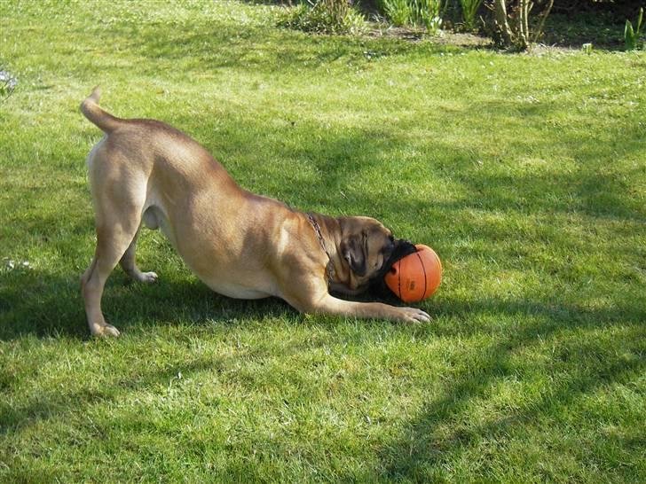 Bullmastiff Gizmo R.I.P - Uhh det er skønt at være ved stranden.. billede 4