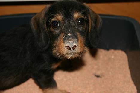 Gravhund Trunde, Ruhåret billede 8