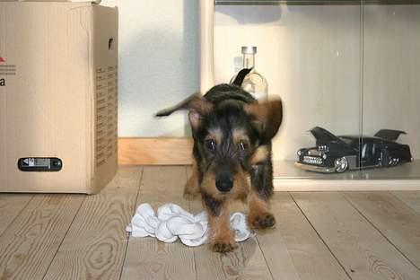 Gravhund Trunde, Ruhåret billede 9