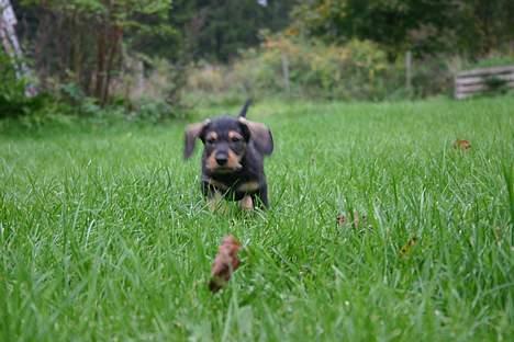 Gravhund Trunde, Ruhåret billede 10