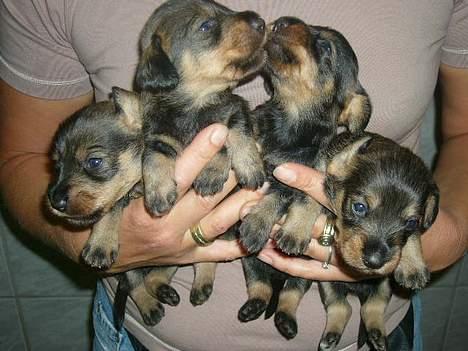 Gravhund Trunde, Ruhåret billede 11