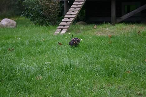 Gravhund Trunde, Ruhåret billede 12