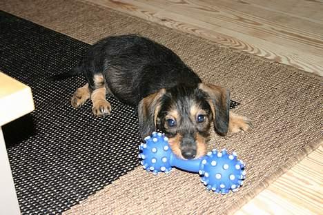 Gravhund Trunde, Ruhåret billede 13