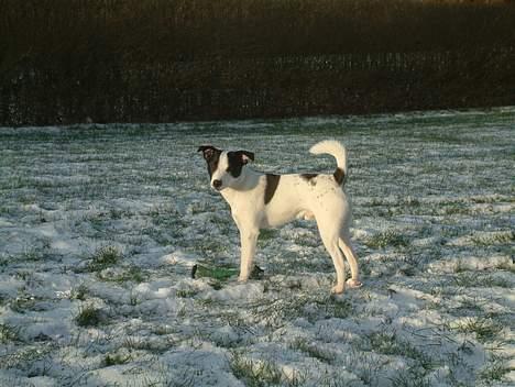 Jack russell terrier Milo - Milo 6 måneder. billede 1