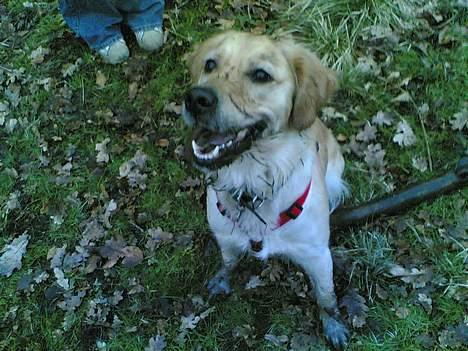 Golden retriever Bella også kaldet bellsen - Jeg elsker bare ture i det fri. Men jeg bliver heldigvis aaaaldrig beskidt billede 16