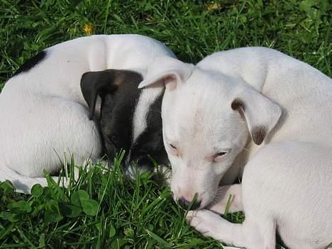 Jack russell terrier Milo - Milo med en af sine søskende 8 uger gammel billede 2