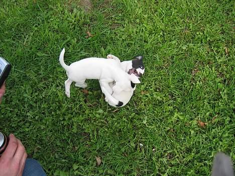 Jack russell terrier Milo - Milo får tæv af sin søster  8 uger gammel billede 3
