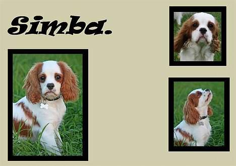 Cavalier king charles spaniel Simba billede 13