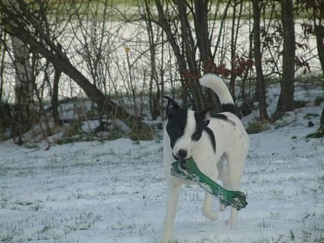 Jack russell terrier Milo - Milo 6 måneder, i sin første sne. billede 4