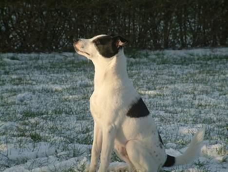 Jack russell terrier Milo billede 5
