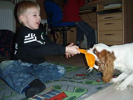 Cavalier king charles spaniel Simba - Bare vent Anders, jeg ska´nok få den!!! billede 14