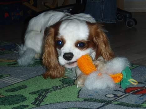 Cavalier king charles spaniel Simba - Lidt sej gulerod, men med masser af fyld!!! billede 15