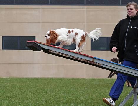 Cavalier king charles spaniel Simba - Bange for vippen er jeg ihvertfald ikke!!!   3/4-07.    Foto:schnauzerpower.dk billede 16