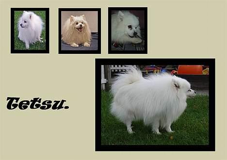 Japansk spids Tetsu billede 9